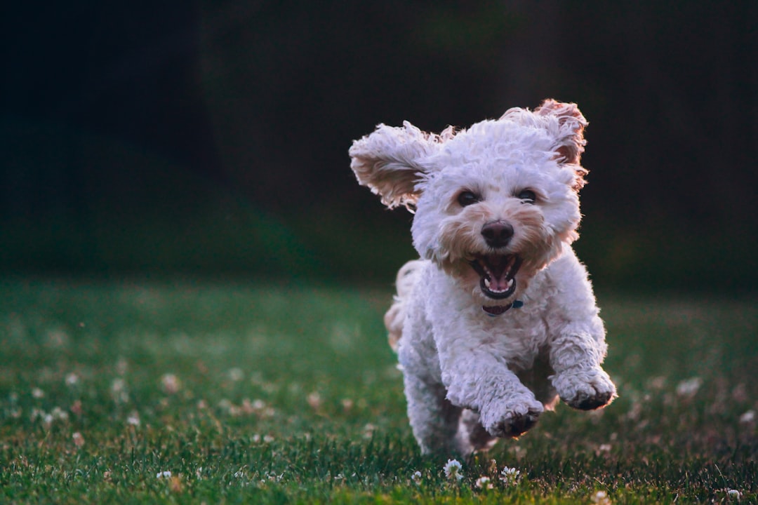 Top Paw Harness: The Ultimate Pet Walking Solution